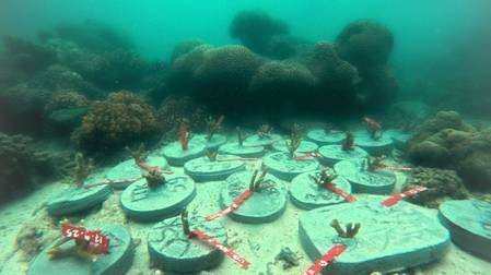 Transplantasi Karang di Pulau Kongsi: Upaya Mahasiswa IPB Jaga Kelestarian Laut
